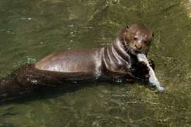 Giant Otter Eating Fish