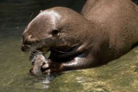 Giant Otter Eating Fish Close Up