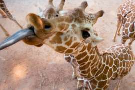 Giraffe Sticking Tongue Out