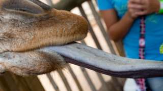 Close Up of Giraffe's Tongue