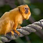 Golden Lion Tamarian sitting on rope looking up