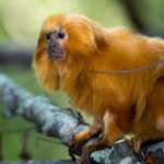Golden Lion Tamarian sitting on rope