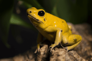 goldenpoisondartfrog ZA 2233 e1482258237318