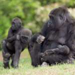 Mother Gorillas carrying youth in grass