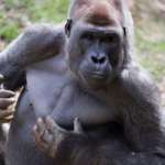 Gorilla Charlie Banging on Chest