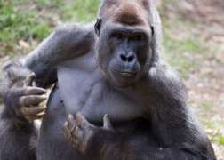 Gorilla Charlie Banging on Chest