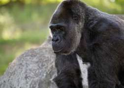 Close Up of Gorilla Choomba