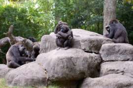 Gorilla Family Sitting on Rocks in Habitat