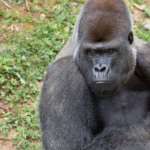 Close Up of Gorilla Kekla