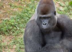 Close Up of Gorilla Kekla