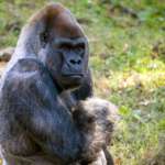 Close Up of Gorilla Ozzie sitting in grass