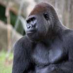 Gorilla Taz Close Up