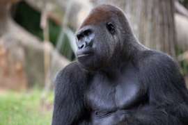 Gorilla Taz Close Up