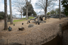 A family of gorillas spread through out their zoo habitat.