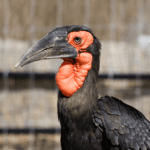 A female and male southern ground hornbill in their zoo habitat.