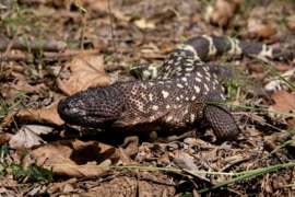 Guatemalan Beaded Lizard in Grass