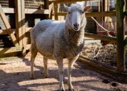 Gulf Coast Native Sheep Standing in Habitat