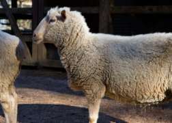 Gulf Coast Native Sheep Standing in Habitat