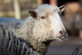 Gulf Coast Native Sheep Close Up