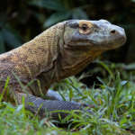 Close Up of Komodo Dragon in Grass