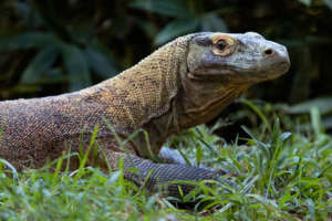 komododragon rinca ZA 0201 b