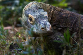 Close Up of Komodo Dragon Rinca