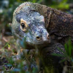 Komodo Dragon Close Up