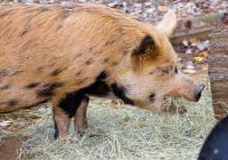 Kunekune Butterfinger eating hay