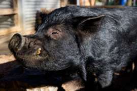 Kunekune Heath Close Up