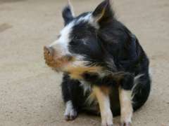 Kunekune Oreo Sittig With Food on Snout