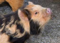 Kunekune Arya Stark Close Up