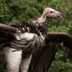 Lappet Faced Vulture Standing with Wings Spread