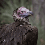 A lappet-faced vulture.