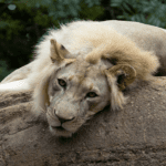 A young male lion rests on a rock with his head hanging off.