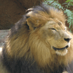 A male lion rests in the sun.