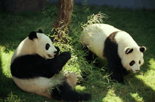 Lun Lun and Yang Yang 