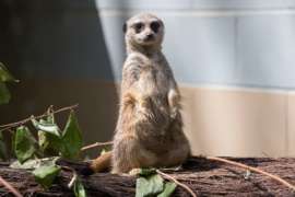 Meerkat Standing on Tree Branch