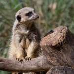 Meerkat standing on tree stump