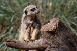 Meerkat standing on tree stump