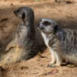 Two Meerkats sitting in habitat