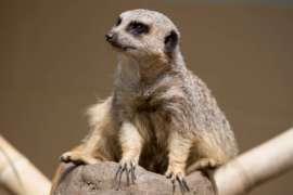 Meerkat looking away