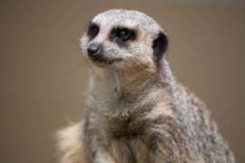 Meerkat on brown background looks into the distance