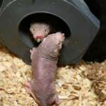 Naked Mole Rats Close Up