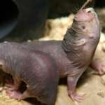 Naked Mole Rats Close Up