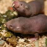 Naked Mole Rats Close Up
