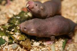 Naked Mole Rats Close Up