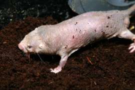 Naked Mole Rat Close Up