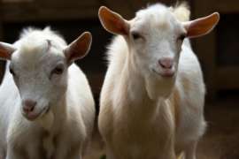 Two Nigerian Dwarf Goats
