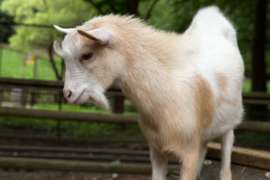Nigerian Dwarf Goat Close Up