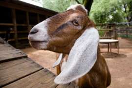 Nubian Goat Close Up